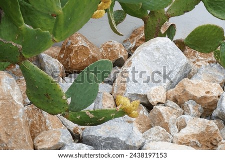 Opuntia ficus-indica with fruits grows in August. Opuntia ficus-indica, the Indian fig opuntia, fig opuntia, or prickly pear, is a species of cactus that has long been a domesticated crop plant.  Royalty-Free Stock Photo #2438197153