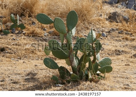 Opuntia ficus-indica with fruits grows in August. Opuntia ficus-indica, the Indian fig opuntia, fig opuntia, or prickly pear, is a species of cactus that has long been a domesticated crop plant.  Royalty-Free Stock Photo #2438197157