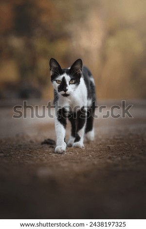 A cute cat with black and white.