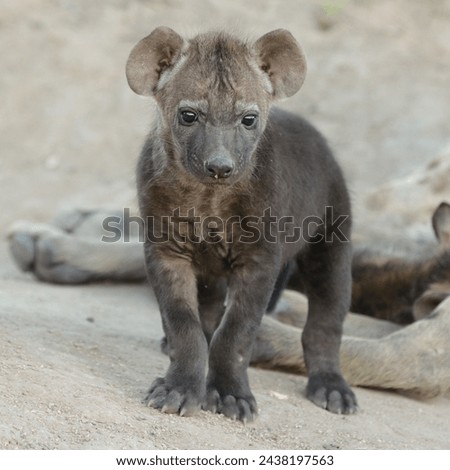portrait of a young spotted hyena