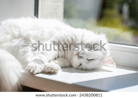 A fluffy white cat naps blissfully on a sunny windowsill, embodying peace and relaxation, used for pet therapy themes. High quality photo Royalty-Free Stock Photo #2438200811