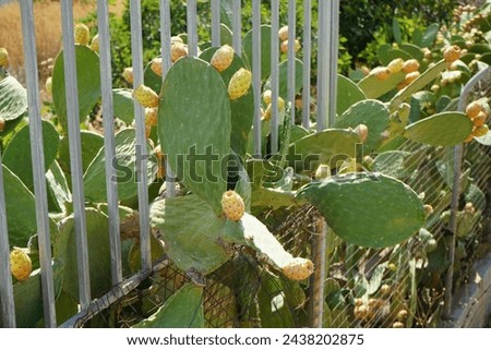 Opuntia ficus-indica with fruits grows in August. Opuntia ficus-indica, the Indian fig opuntia, fig opuntia, or prickly pear, is a species of cactus that has long been a domesticated crop plant.  Royalty-Free Stock Photo #2438202875