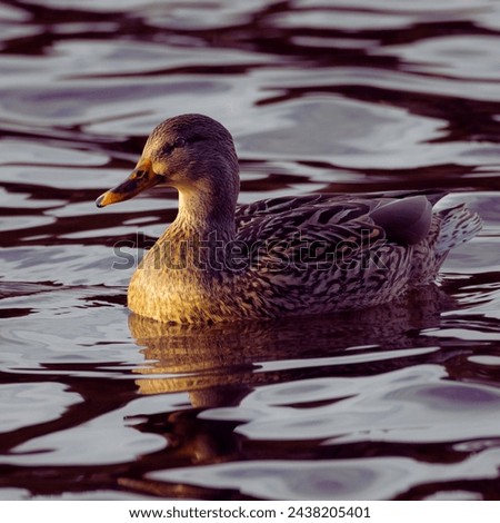 Mallard beautiful duck bird swim in the water the large duck with hefty body and flat bills. Royalty-Free Stock Photo #2438205401