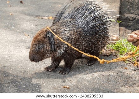 domestic porcupine tied to rope like leash stands on road near its owner in Sri Lanka. domestication of wild animals