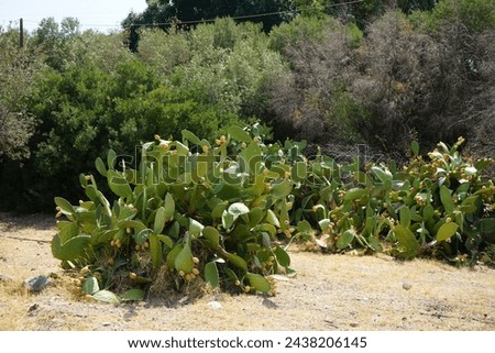 Opuntia ficus-indica with fruits grows in August. Opuntia ficus-indica, the Indian fig opuntia, fig opuntia, or prickly pear, is a species of cactus that has long been a domesticated crop plant.  Royalty-Free Stock Photo #2438206145