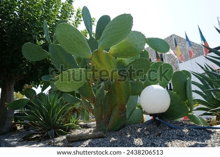 Opuntia ficus-indica with fruits grows in August. Opuntia ficus-indica, the Indian fig opuntia, fig opuntia, or prickly pear, is a species of cactus that has long been a domesticated crop plant.  Royalty-Free Stock Photo #2438206513