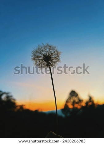 Beautiful dandelion in the foreground with colorful sunset in the background.