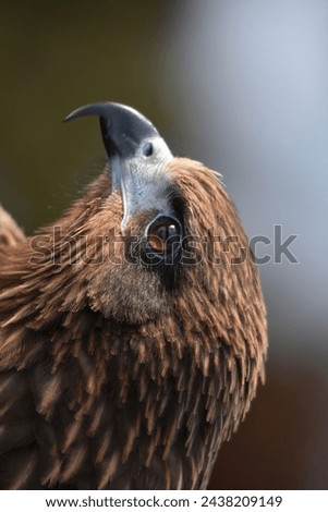 The golden eagle bird animal with beautiful enlarged feathers known as bird of prey in the Northern hemisphere  dark brown body with with golden brown plumage on their napes Royalty-Free Stock Photo #2438209149