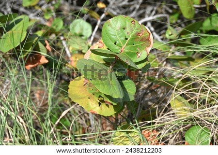 A young Sea Grape (Coccoloba uvifera) growing wild on a South Florida beach. Royalty-Free Stock Photo #2438212203