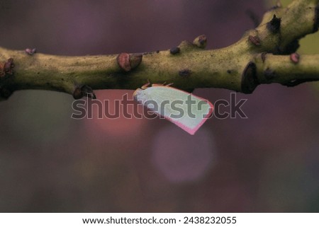 pink planthopper perched on tree branches          Royalty-Free Stock Photo #2438232055