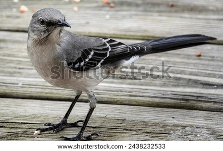 Northern Mockingbird on the backyard deck                               