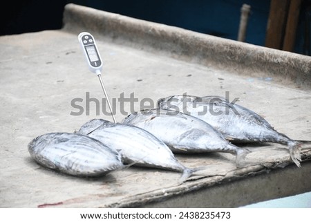 Pelagic fish caught by fishermen whose temperature and quality are being measured so that they are safe for consumption Royalty-Free Stock Photo #2438235473