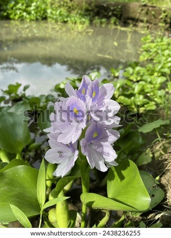 Portrait of beautiful Water hyacinth flower ( Pontederia crassipes or Eichornia crassipes) in the pond.