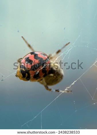 Lady bug is being devoured by spider