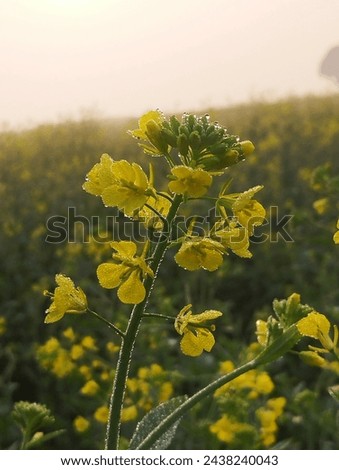 a picture of beautiful mustard flower close up 