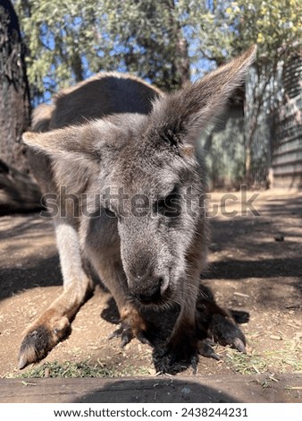 a close-up picture of a kangaroo eating hay