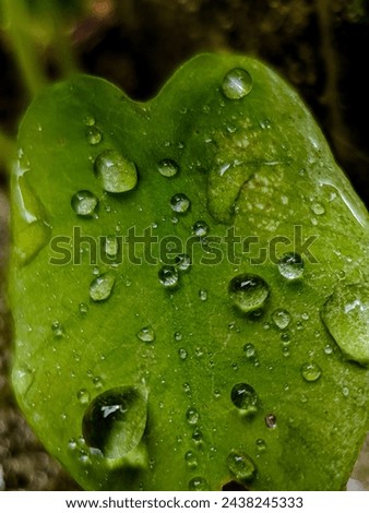 dew in moring in rain