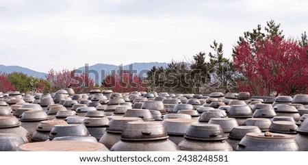 Beautiful red plum blossoms blooming around a traditional Korean crock pot. Royalty-Free Stock Photo #2438248581