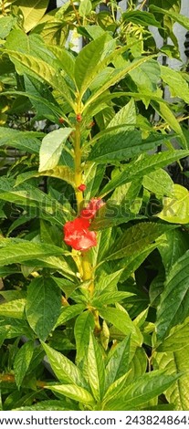 The water henna ornamental plant is useful. The water henna plant is used to treat boils, vaginal discharge, fractures and inflammation, facilitate childbirth, treat cancer, digestive tract, menstrual