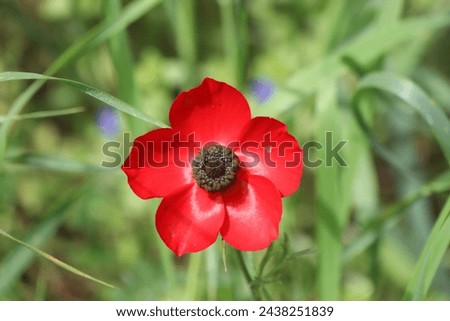 beautiful single red poppy flower head. blurry grass backround. closeup picture