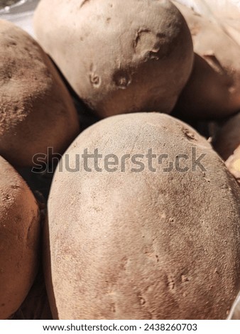 closeup shot of potato , Fresh potato of Garden, brown potatos