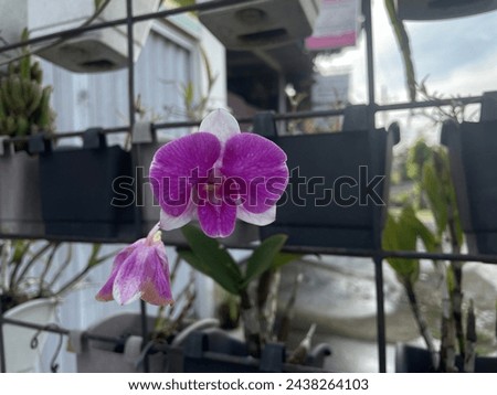 Beautiful purple orchid flowers blooming in a beautiful morning