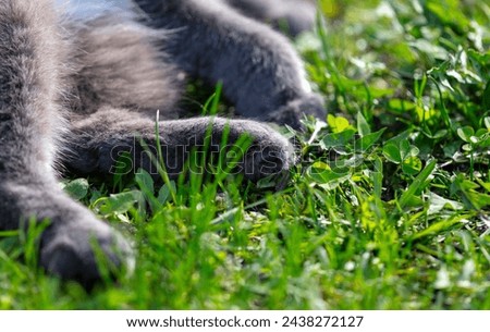Gray cat lying on the green grass in the park. Selective focus.