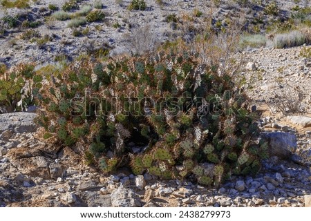 Texas Prickly Pear Cactus in Big Bend National Park, in Southwest Texas. Royalty-Free Stock Photo #2438279973
