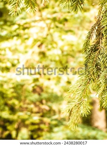 Forest background. Close-up of spruce branches. NAture concept. Copy space on blur. Abstract filter toned. Royalty-Free Stock Photo #2438280017