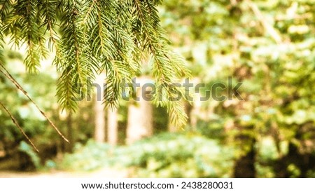 Forest background. Close-up of spruce branches. NAture concept. Copy space on blur. Abstract filter toned. Royalty-Free Stock Photo #2438280031