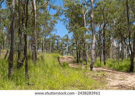 Bushland path near the old mining town Herberton, Queensland, Australia