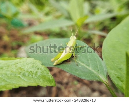 Oxya chinensis is a species of short-horned grasshopper in the family Acrididae Royalty-Free Stock Photo #2438286713