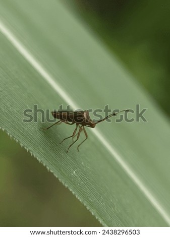 The starfish (Leptocorisa oratorius Fabricius, (Hemiptera:Alydidae); syn. Leptocorisa acuta) is an insect that is an important pest of cultivated plants, especially rice