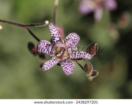 Toad lily in full bloom