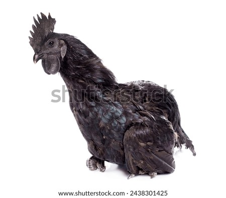 rooster ayam cemani in front of white background