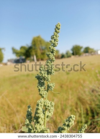 An Indian weed stock image beutiful picture 