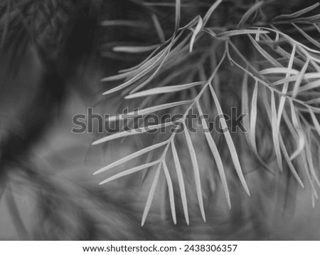 Black and white leaf bokeh background Royalty-Free Stock Photo #2438306357