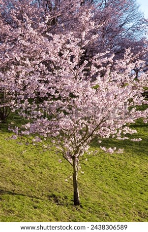 SPECIES-OF-THE-GENUS-PRUNUS Stock Photos and Images - Avopix.com