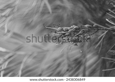 Black and white bokeh background of leaves and flowers Royalty-Free Stock Photo #2438306849