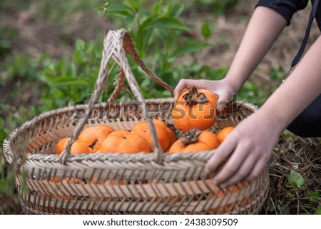 Take out a persimmon from the persimmon basket by hand
