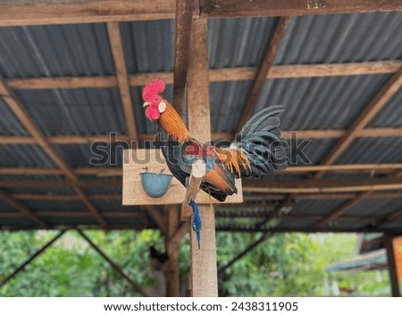 Jungle chickens are relaxing while looking at other chickens