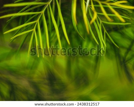 Bokeh leaf background with fresh green color Royalty-Free Stock Photo #2438312517