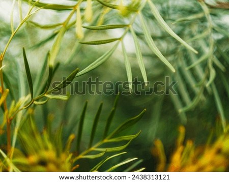 Bokeh leaf background with fresh green color Royalty-Free Stock Photo #2438313121