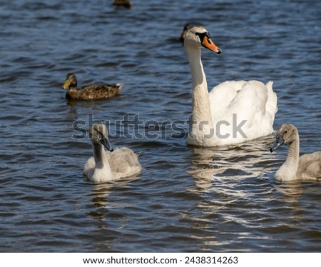 grey chicks of the white sibilant swan with grey down, young small swans with adult swans parents Royalty-Free Stock Photo #2438314263
