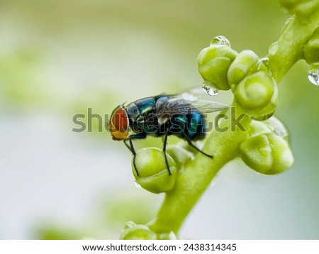 California. It is a warm weather fly with a turquoise metallic box-like body. Royalty-Free Stock Photo #2438314345