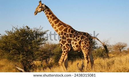 Giraffe background photo nice Africa