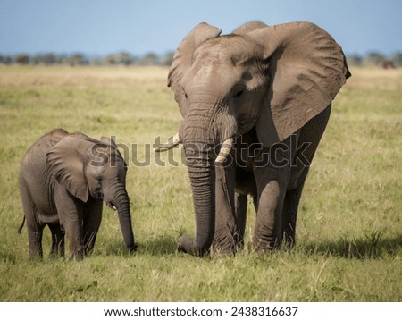 a young elephant with her mother in jungle