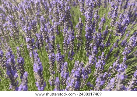 Smelling lavender. Colorful fresh purple aromatic plants in blossom. Field of flawors. Natural background. Wallpaper Royalty-Free Stock Photo #2438317489