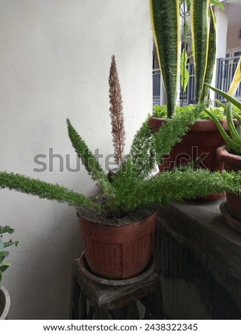 One of the plants in my house is the squirrel tail plant