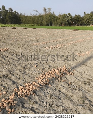 A picture of a village potato field or potato picking time